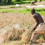 Un agriculteur récolte manuellement du riz dans des champs luxuriants sous un soleil radieux