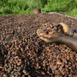 Planteur de cacao récoltant les fèves dans une plantation à Vavoua, Côte d'Ivoire